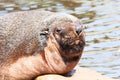 Male South American Fur Seal portrait