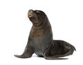 male South American sea lion, Otaria byronia, isolated on white Royalty Free Stock Photo