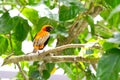 Male Southern Bishop Weaver Singing