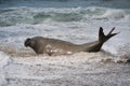 Male southern elephant seal