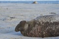 Male Southern Elephant Seal on the Falkland Islands Royalty Free Stock Photo