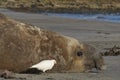 Male Southern Elephant Seal on the Falkland Islands Royalty Free Stock Photo