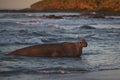 Male Southern Elephant Seal in the Falkland Islands Royalty Free Stock Photo