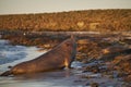 Male Southern Elephant Seal in the Falkland Islands Royalty Free Stock Photo