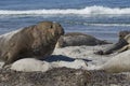 Male Southern Elephant Seal in the Falkland Islands Royalty Free Stock Photo