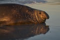 Male Southern Elephant Seal in the Falkland Islands Royalty Free Stock Photo