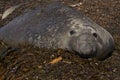 Male Southern Elephant Seal in the Falkland Islands Royalty Free Stock Photo