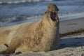 Male Southern Elephant Seal in the Falkland Islands Royalty Free Stock Photo