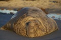 Male Southern Elephant Seal in the Falkland Islands Royalty Free Stock Photo