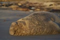 Male Southern Elephant Seal in the Falkland Islands Royalty Free Stock Photo