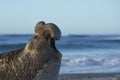 Male Southern Elephant Seal in the Falkland Islands Royalty Free Stock Photo