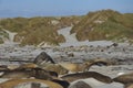 Male Southern Elephant Seal on the prowl Royalty Free Stock Photo