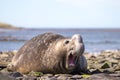 Male Southern Elephant Seal (Mirounga leonina) with funny expres Royalty Free Stock Photo