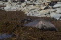 Male Southern Elephant Seal in the Falkland Islands Royalty Free Stock Photo