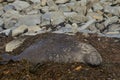 Male Southern Elephant Seal in the Falkland Islands Royalty Free Stock Photo