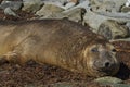 Male Southern Elephant Seal in the Falkland Islands Royalty Free Stock Photo