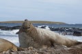 Southern Elephant Seal on Sea Lion Island Royalty Free Stock Photo