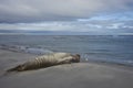 Male Southern Elephant Seal [Mirounga leonina] Royalty Free Stock Photo