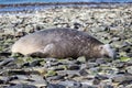 Male Southern Elephant Seal (Mirounga leonina) sleeping/resting Royalty Free Stock Photo