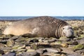 Male Southern Elephant Seal resting on beach Royalty Free Stock Photo