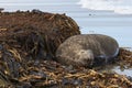 Male Southern Elephant Seal scratching Royalty Free Stock Photo