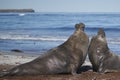 Male Southern Elephant Seals fighting in the Falkland Islands