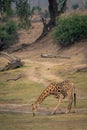 Male southern giraffe bends to drink water Royalty Free Stock Photo