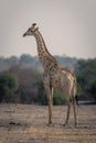 Male southern giraffe stands on bare earth Royalty Free Stock Photo