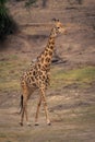 Male southern giraffe walks up grassy slope Royalty Free Stock Photo