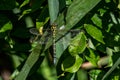 Male Southern Hawker dragonfly Royalty Free Stock Photo