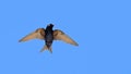 Male Southern martin in flight