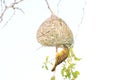 Male Southern Masked Weaver