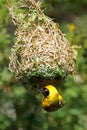 A male southern masked weaver hanging from its nest, South Africa