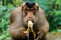 Male southern pig-tailed macaque