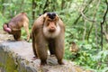 Male southern pig-tailed macaque Royalty Free Stock Photo