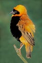 Male southern red bishop - South Africa