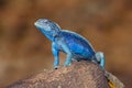 Male southern rock agama - Namibia