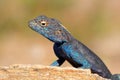Portrait of a male southern rock agama sitting on a rock, South Africa