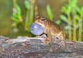 Male southern toad Anaxyrus terrestris calling or vocalizing on wet log Royalty Free Stock Photo