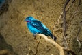 Male spangled cotinga, Cotinga cayana Royalty Free Stock Photo