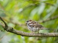 Male sparrow