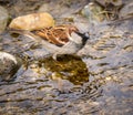 Male sparrow bathing