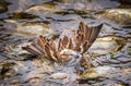 Male sparrow bathing