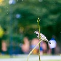 Male sparrow on a flower stem