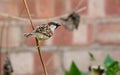 Male sparrow on a branch