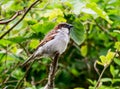 Male Sparrow