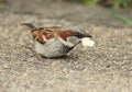 Male sparrow eating