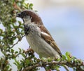 Male Sparrow with food for its chicks