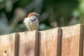 Male sparrow on garden fence