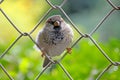 Male Sparrow Passer Domesticus Sitting On A Chain-link Wire Fence